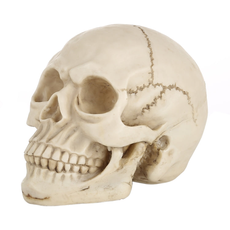 Skull Head Hallowmas Prop Gadget Display, Size: 19(L) x 13(W) x 14cm(H)(White) - Halloween Prop Decorations by PMC Jewellery | Online Shopping South Africa | PMC Jewellery | Buy Now Pay Later Mobicred